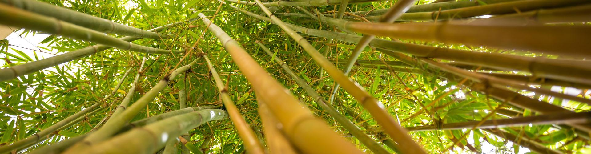 Bamboo in Florida Tech Botanical Gardens